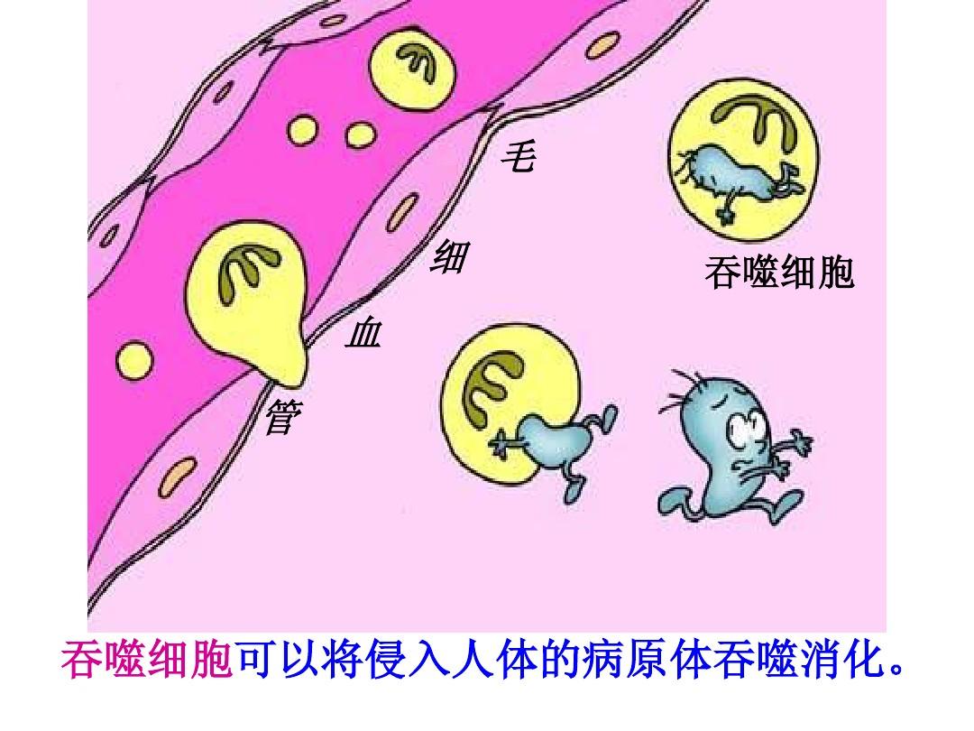 吞噬细胞网页游戏_细胞吞噬网页游戏_细胞吞噬网页版