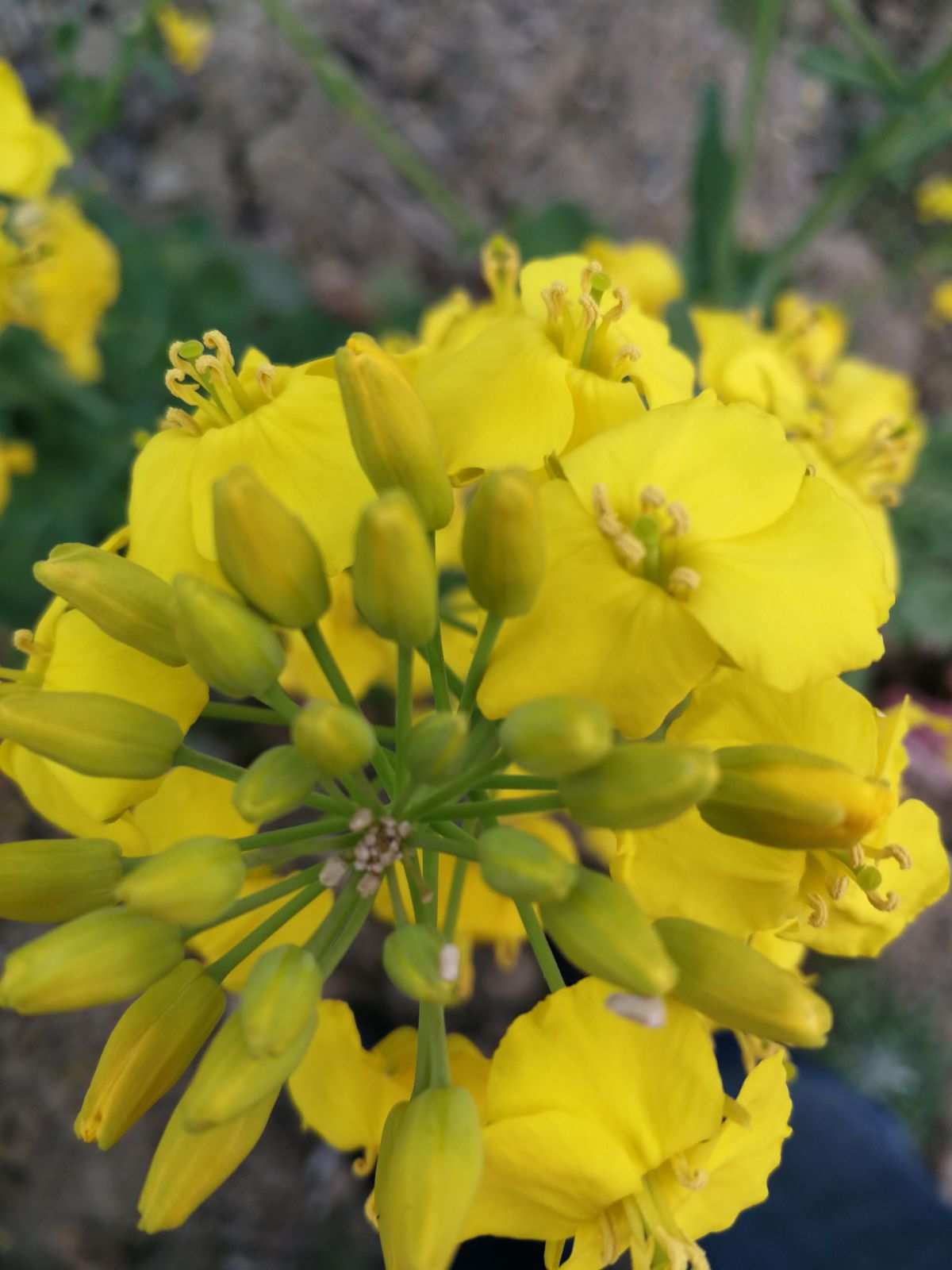 遗迹中盛开的花朵_花蕊遗迹_花蕊遗迹第二层