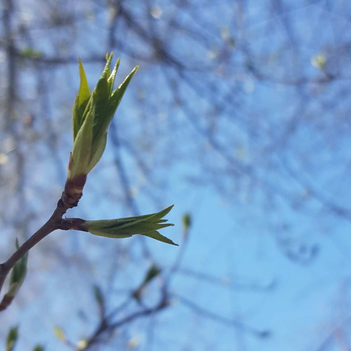 花蕊遗迹第二层_遗迹中盛开的花朵_花蕊遗迹