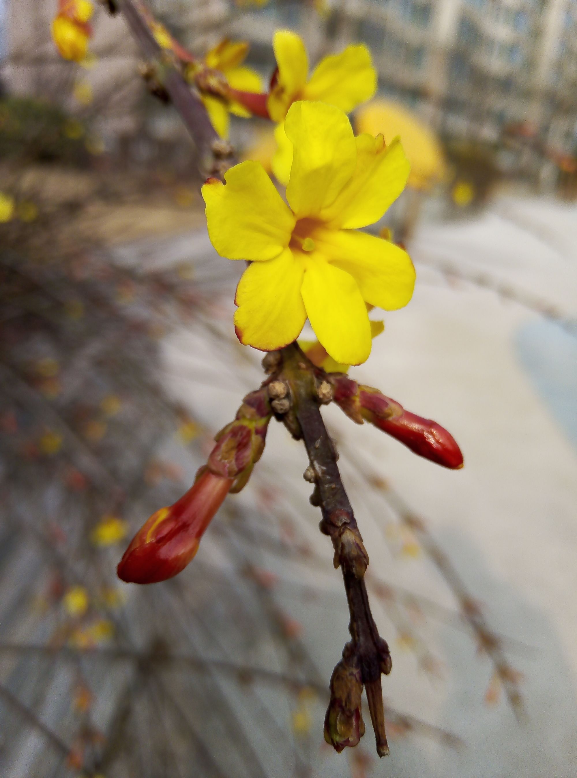 花蕊遗迹_遗迹中盛开的花朵_花蕊遗迹第二层