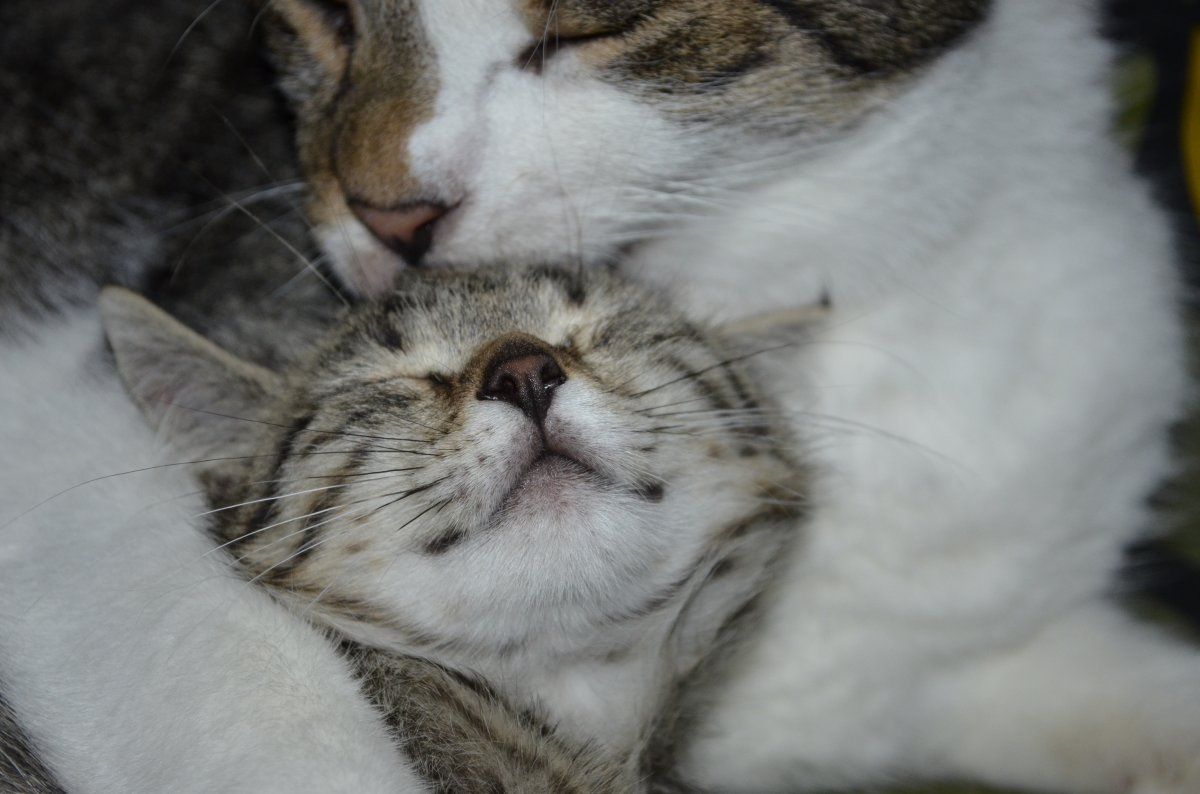 猫呼噜呼噜叫代表什么_呼噜猫_猫呼噜呼噜响是怎么回事