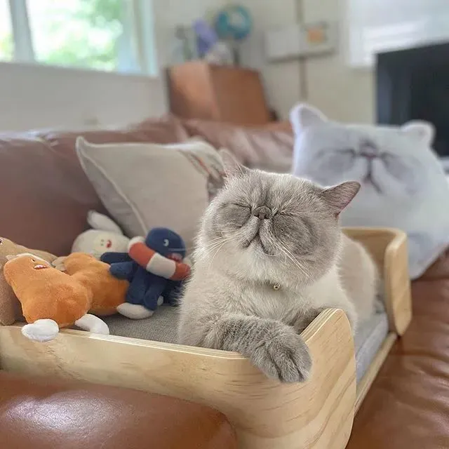 呼噜猫_猫呼噜呼噜叫代表什么_猫呼噜呼噜响是怎么回事