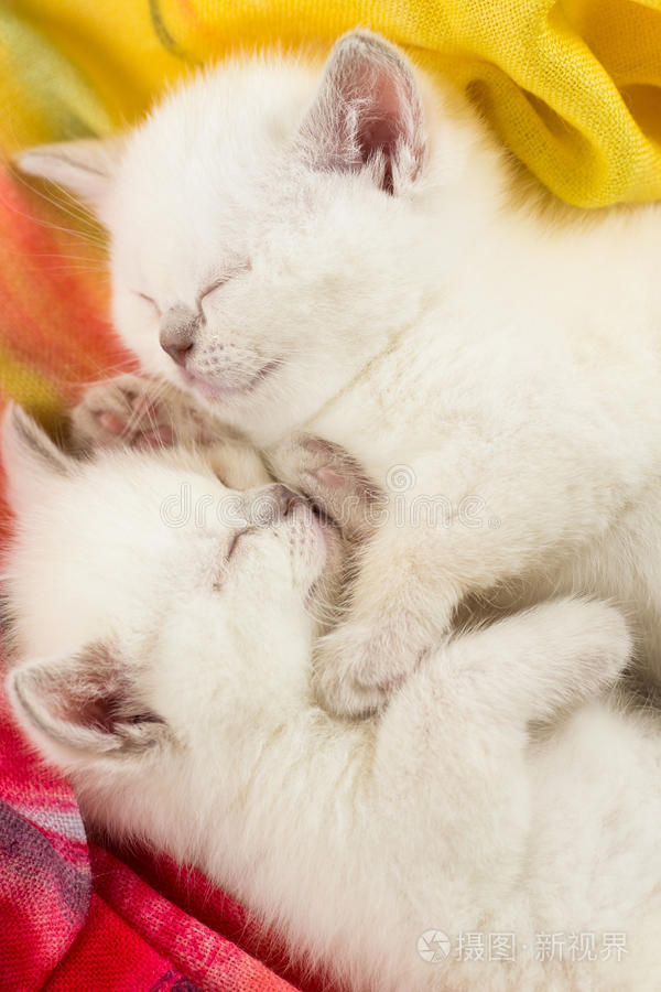 呼噜猫_猫呼噜呼噜响是怎么回事_猫呼噜呼噜叫代表什么