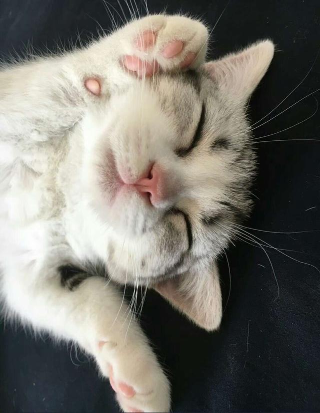 猫呼噜呼噜响是怎么回事_猫呼噜呼噜叫代表什么_呼噜猫