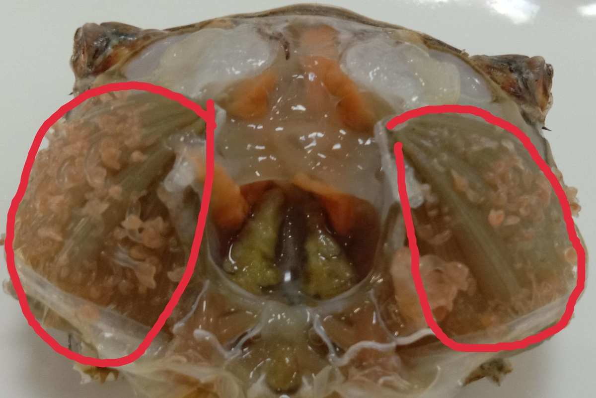 螃蟹的鳃长在什么部位_螃蟹的鳃有一颗颗的东西_螃蟹部位鳃长的是什么