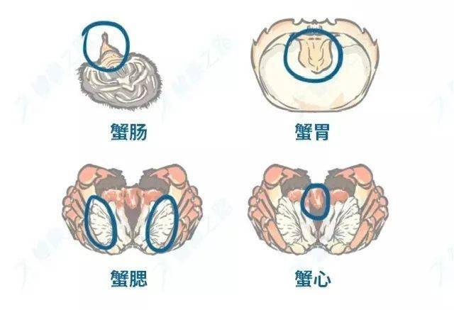 螃蟹部位鳃长的是什么_螃蟹的鳃长在什么部位_螃蟹的鳃有一颗颗的东西