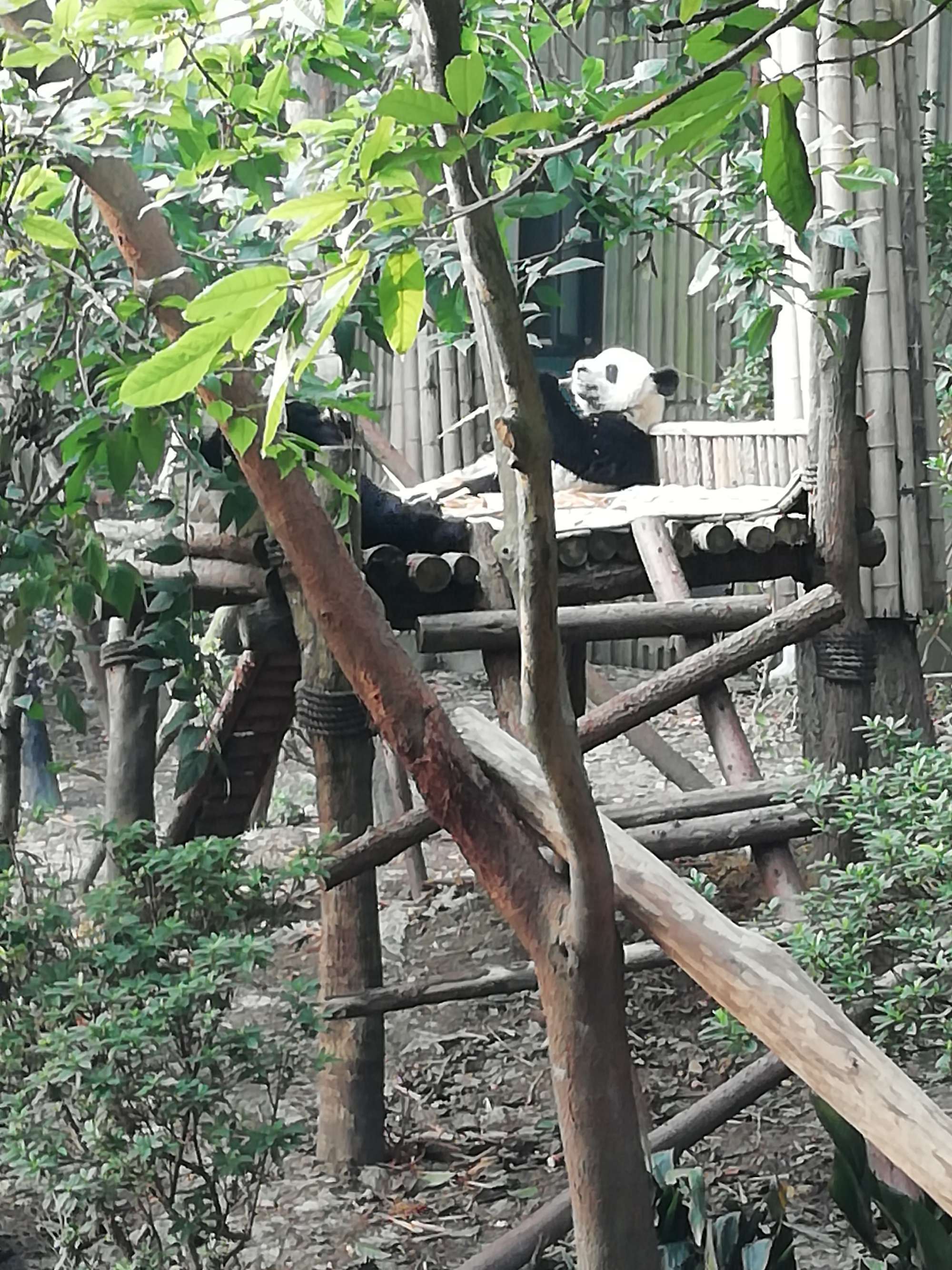熊猫旅游公司是正规的吗_熊猫爱旅游_熊猫旅游攻略