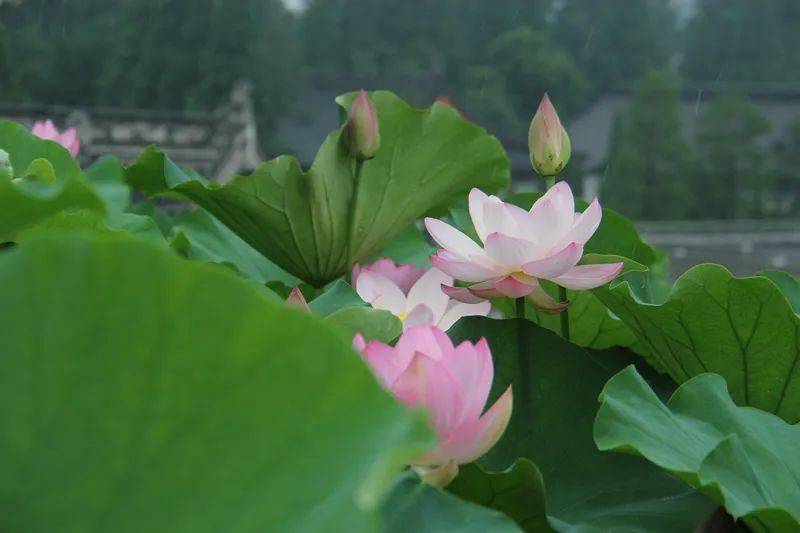 古代将芒种分为哪三候_芒种古代叫法_古人在芒种季节常做的活动