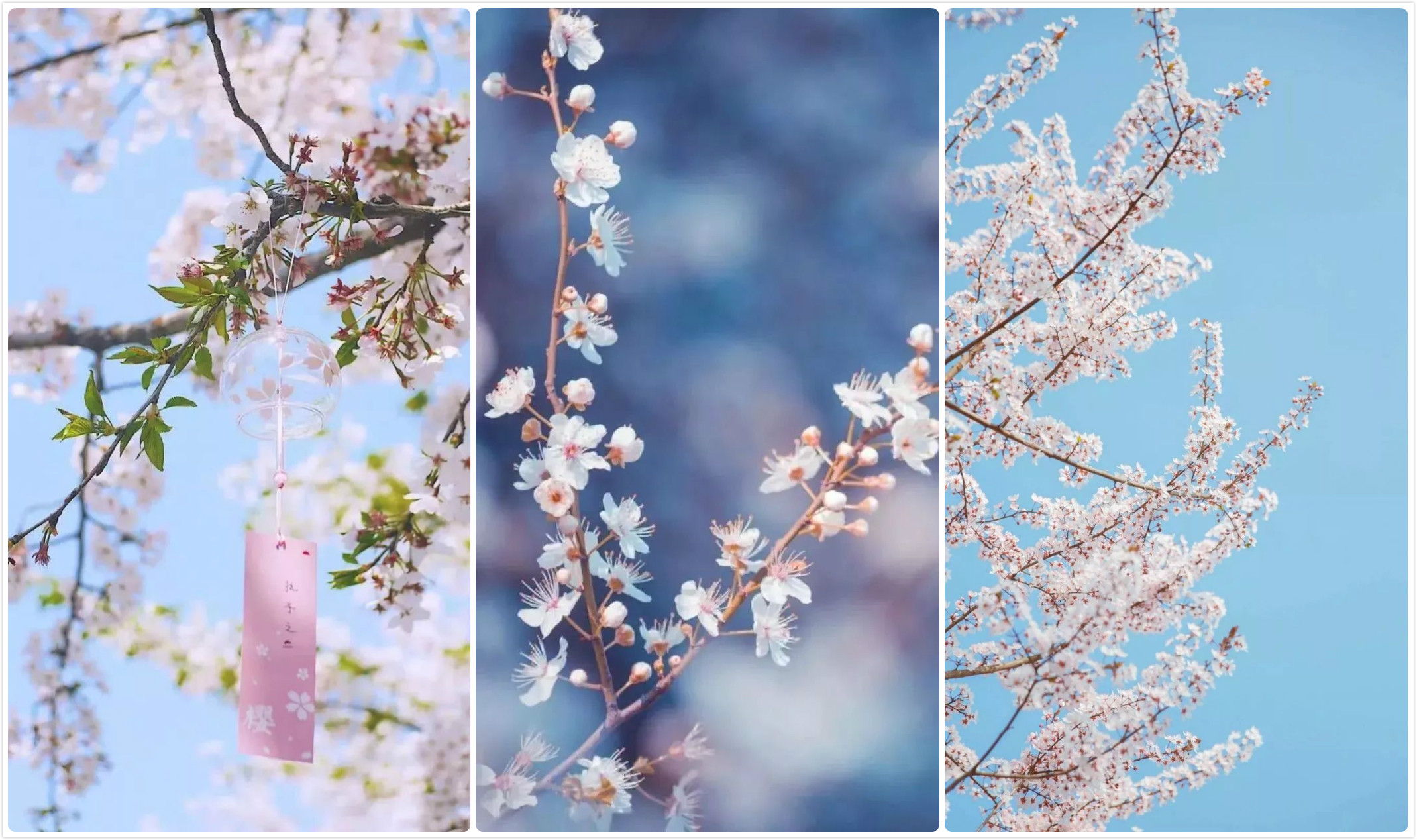 樱花校园恋爱人生_樱花校园恋爱人生_樱花校园恋爱人生