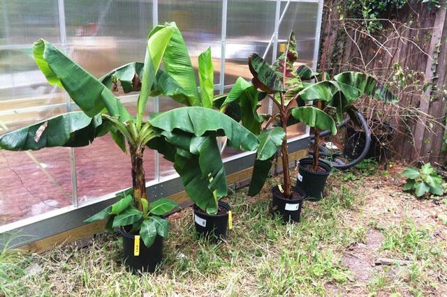 香蕉树种植新技巧：饥荒时竟然能如此丰收？