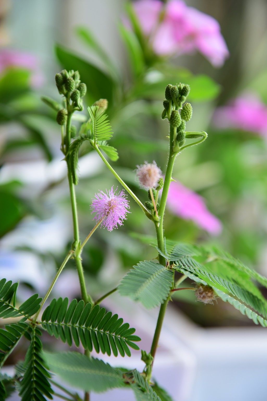 含羞草app下载_腾讯体育下载app下载_下载微校云app下载