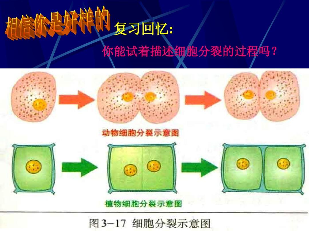 细胞分裂4_huvec细胞多长时间分裂_a549细胞细胞