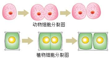 细胞分裂4_huvec细胞多长时间分裂_a549细胞细胞