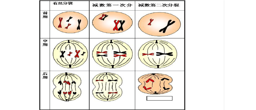 a549细胞细胞_细胞分裂4_huvec细胞多长时间分裂