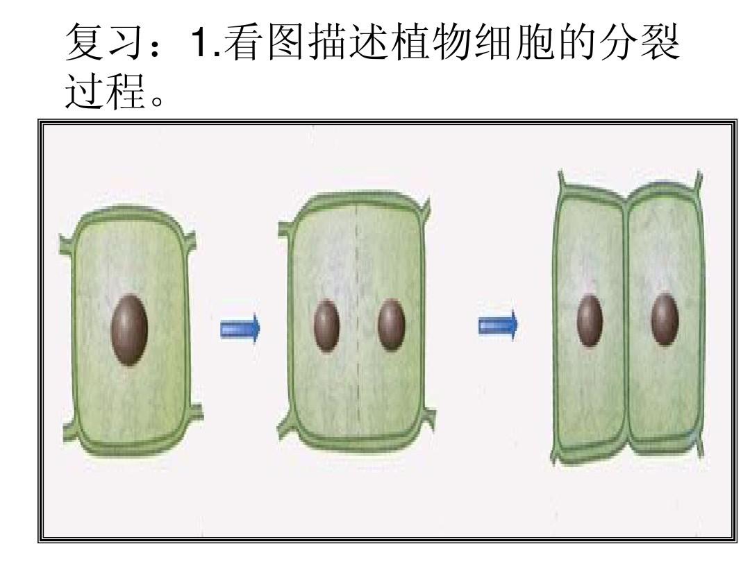 细胞分裂4_huvec细胞多长时间分裂_a549细胞细胞