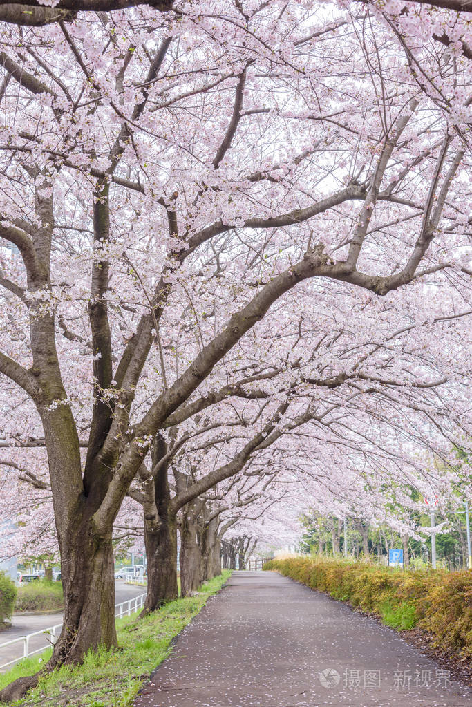 樱花校园玩跑酷_樱花校园怎么玩_樱花校园玩不了怎么办