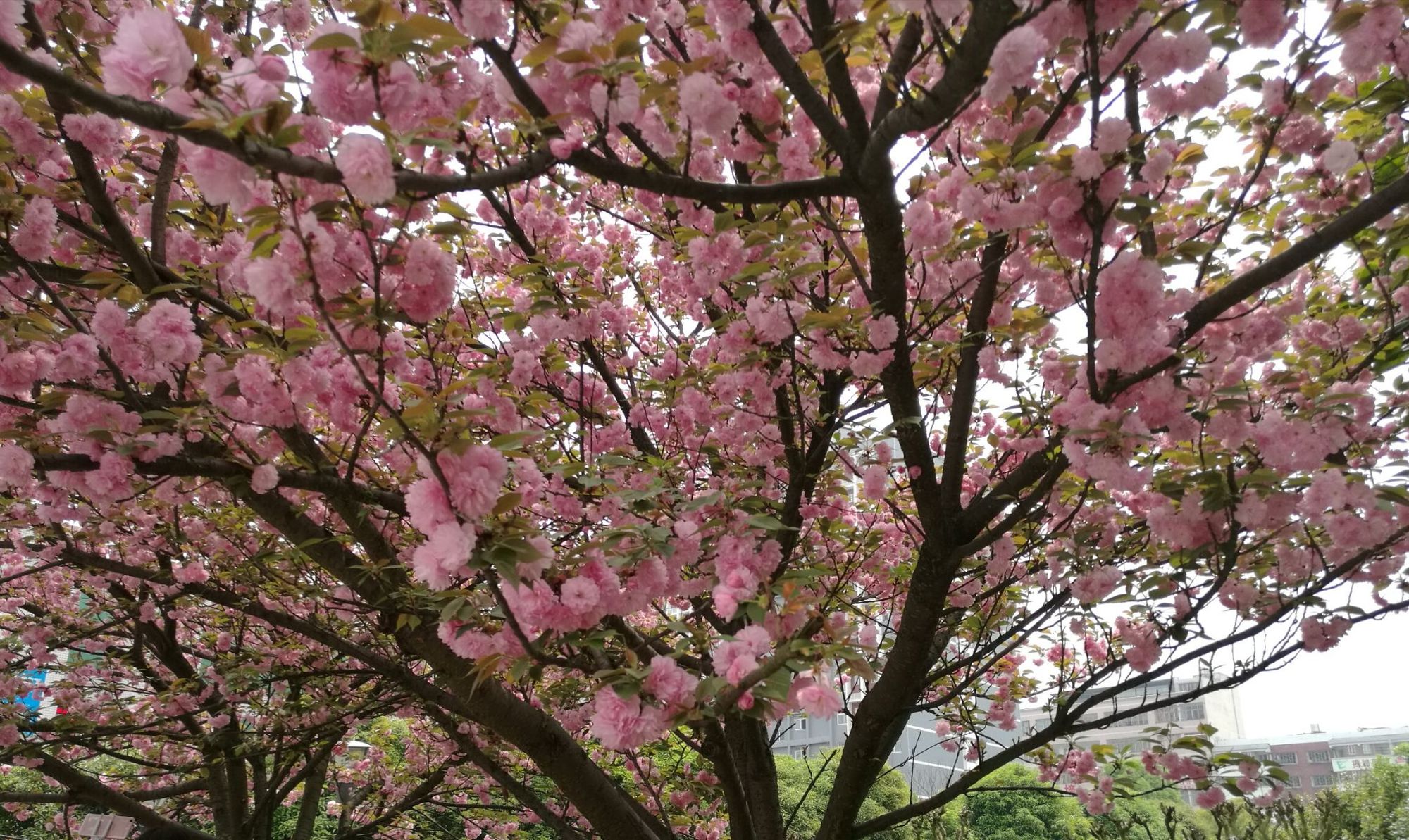 樱花校园玩跑酷_樱花校园玩不了怎么办_樱花校园怎么玩