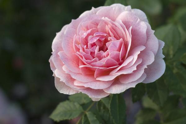 花再美也不想要_想要花花_想要花的说说大全