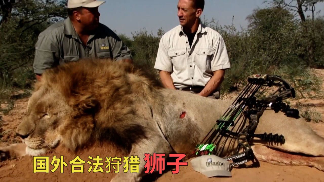 猎人游戏手机版_猎人游戏指南针指令_猎人游戏