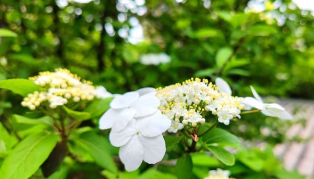 琼花露_琼花露_琼花露