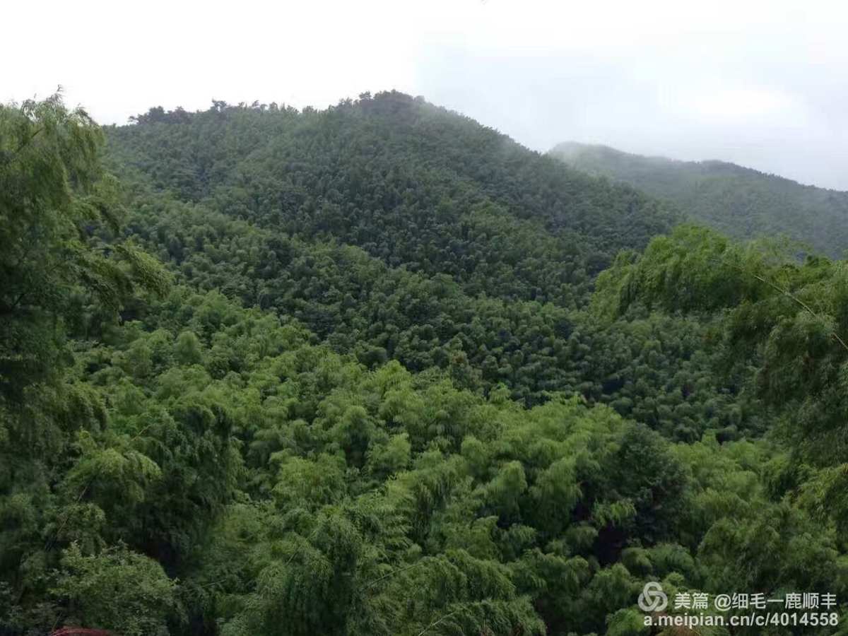 烟雨江湖迷林大山墨龙怎么获得_烟雨江湖迷林大山怎么走_烟雨江湖迷林大山