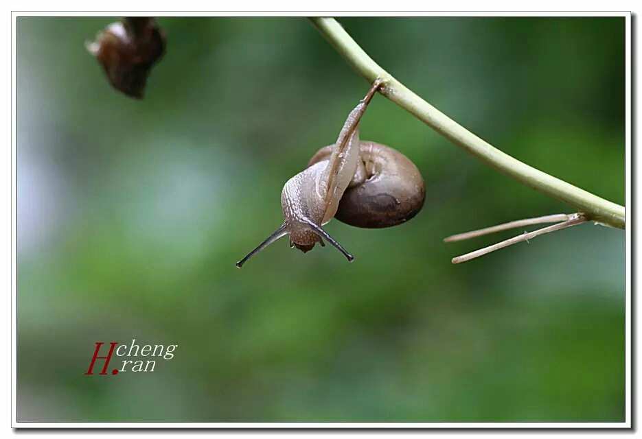 蜗牛游戏视频好看视频_小蜗牛游戏_蜗牛游戏大全