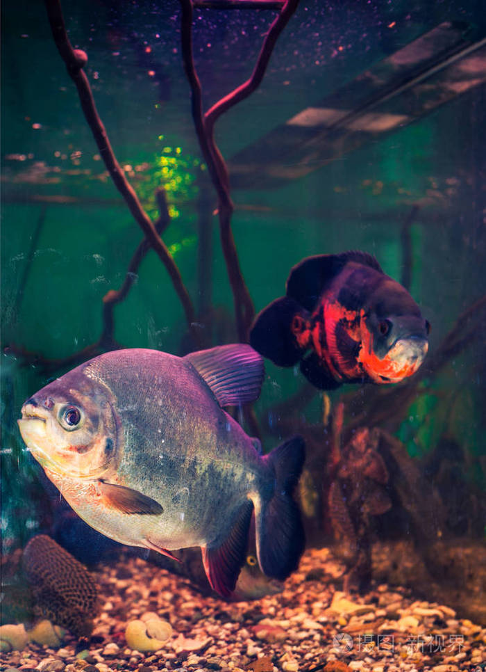 小小水族馆汉化版_下载小小水族馆游戏手机版_小小水族馆教案美术大班