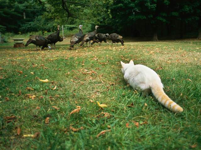 抓猫小游戏_抓猫手机游戏_抓猫猫的游戏