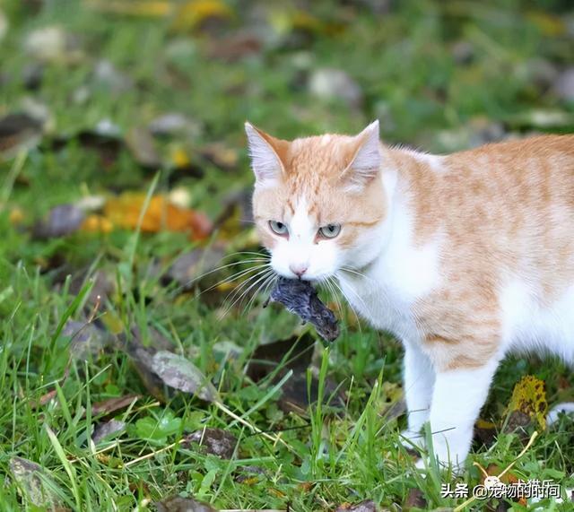 抓猫小游戏_抓猫猫的游戏_抓猫手机游戏