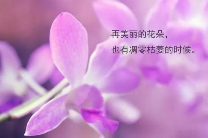 神代利世到底有什么身份_神代利世说的那句话_神代利世