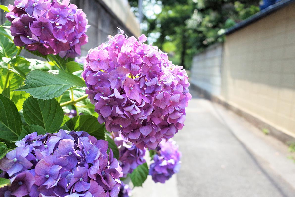 完美害虫手机游戏_下载完美害虫_完美害虫双结局