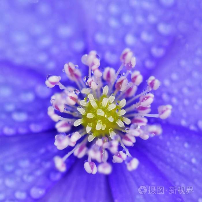 萌花有主的意思_萌花有主江苏食品科技有限公司_有花萌