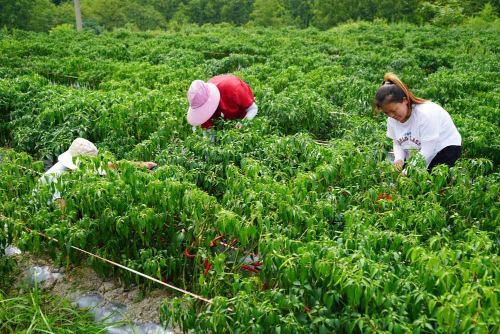 小辣椒手机微信多开什么原理_双开游戏app_小辣椒手机游戏如何双开