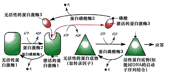 优教信使家长版 