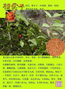 佳肴菜谱下载app 佳肴菜谱下载app