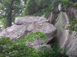棉花果 