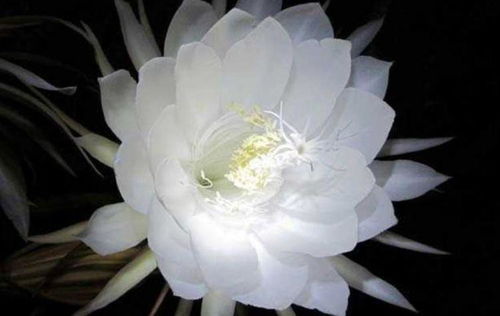 优昙花