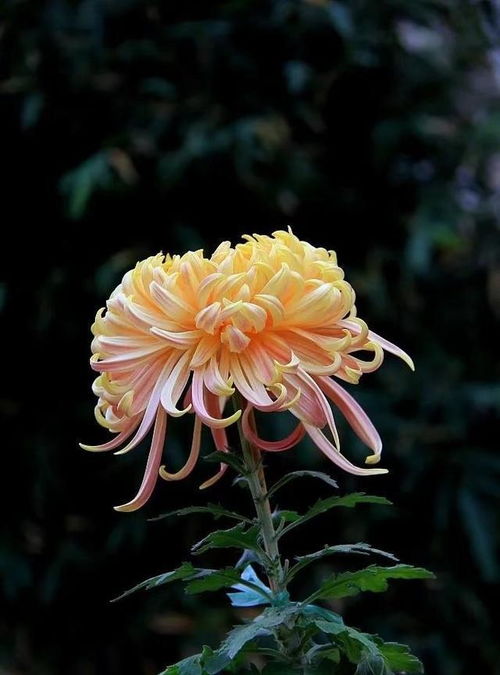 菊领风