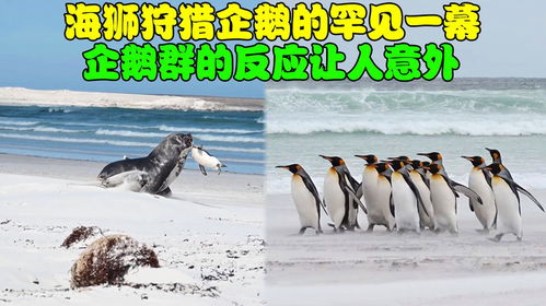躲避企鹅 