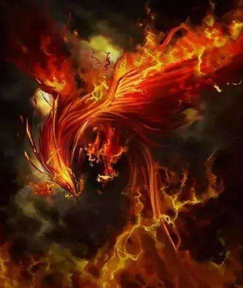 朱雀优化大师app手机版 