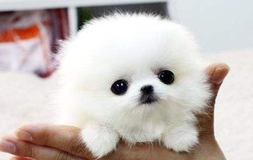 动物护理手游官网版  动物护理手游官网版